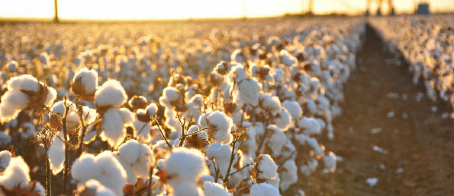 Textiles San German Peruvian PIMA Cotton Manufacturer